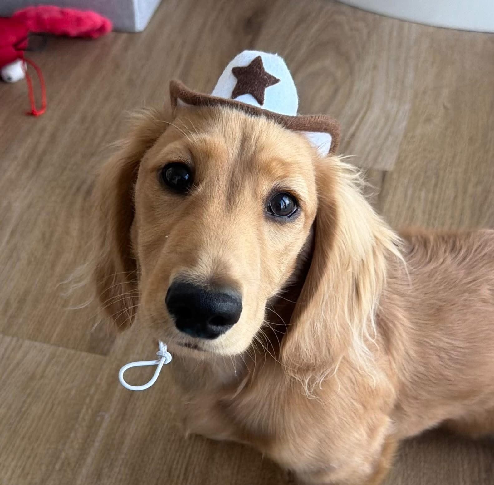 Cowboy Sully in a felt cowboy hat